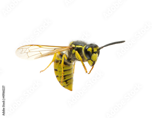 Photo: wasp wasp