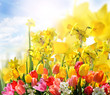 Frohe Ostern: Frühlingserwachen mit Tulpen und Narzissen