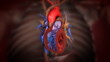 heart with blood action close up animation