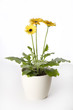 Gerberas