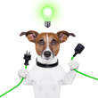 eco dog