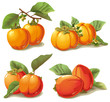 set of ripe persimmon