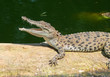 Baby crocodile.