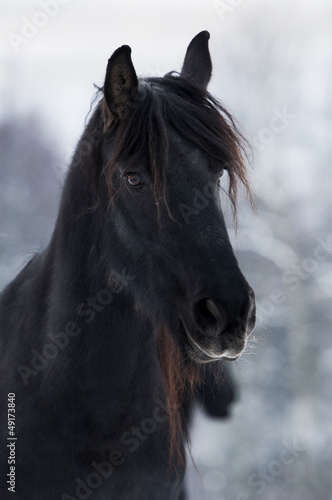 Photo: Koń fryzyjski II Koń fryzyjski II