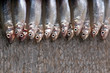 Smelt