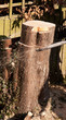 chainsaw going through larch