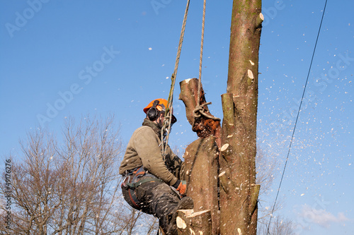 Photo: ropes supporting man sawing tree ropes supporting man sawing tree