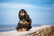 american cocker spaniel goes in the sky