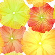 Seamless Primula Flowers Pattern
