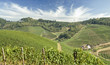 Weinberge im Sommer