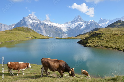 Photo: Cows in an Alpine meadow. Jungfrau region, Switzerland Cows in an Alpine meadow. Jungfrau region, Switzerland