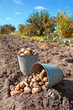 First harvest of organically grown new potatoes