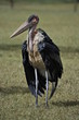 Marabu