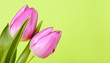 Zwei rosa Tulpen