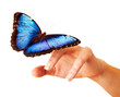 Foto: Butterfly on hand. Butterfly on hand.