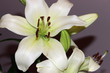 Photo: lilly flowers lilly flowers