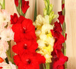 Beautiful Colorful Gladiolus O...