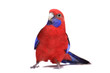 Photo: Crimson Rosella (Platycercus elegans) on white background. Crimson Rosella (Platycercus elegans) on white background.