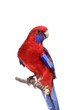 Photo: Crimson Rosella (Platycercus elegans) on white background. Crimson Rosella (Platycercus elegans) on white background.