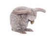 Grey lop-eared rabbit rex breed isolated on white