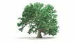The growth of young trees. Isolated