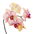 tiger orchid isolated on white background