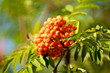 Rowan