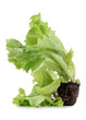 Salad leaves