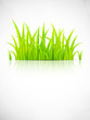 Background with grass