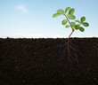 roots of a plant
