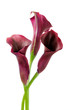 calla lilies