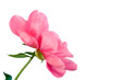 Three pink flowers