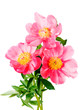 Three pink flowers