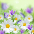 Spring flowers