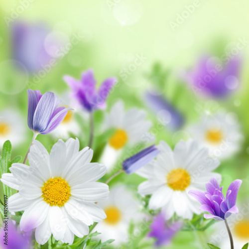 Photo: Spring flowers Spring flowers