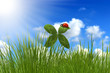Foto: Klee 16 Klee 16