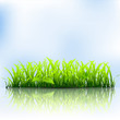 Green grass