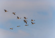 Migrating geese