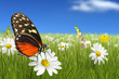 Foto: Wiese 19 Wiese 19