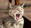 Yawning Tortoiseshell-Tabby Cat