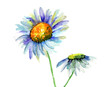 Summer flowers