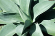Leaves of a Large Agave attenuata Plant