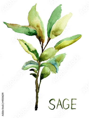 Photo: Sage, watercolor illustration Sage, watercolor illustration