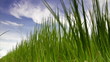 Rice farm in Thailand : Time lapse