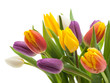 Tulpenstrauß