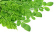 Edible moringa leaves over white background
