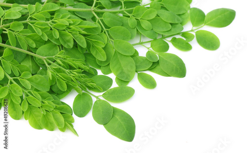 Photo: Edible moringa leaves over white background Edible moringa leaves over white background