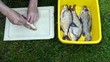 man hands salting freshly caught roach fish