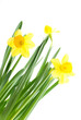 yellow daffodils