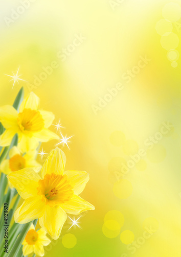 Photo: spring background with daffodils spring background with daffodils